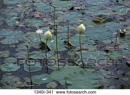 Indian Lotus in a pond View Large Photo Image Stock Image - Indian Lotus in a pond. Fotosearch