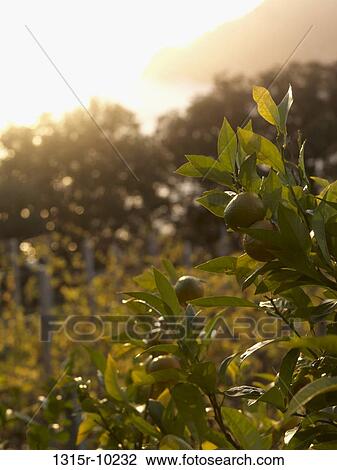 Italy, Liguria, Cinque Terre, Vernazza, Orange trees at sunset View Large Photo Image Stock Image - Italy, Liguria, Cinque Terre, Vernazza, Orange trees at sunset. Fotosearch