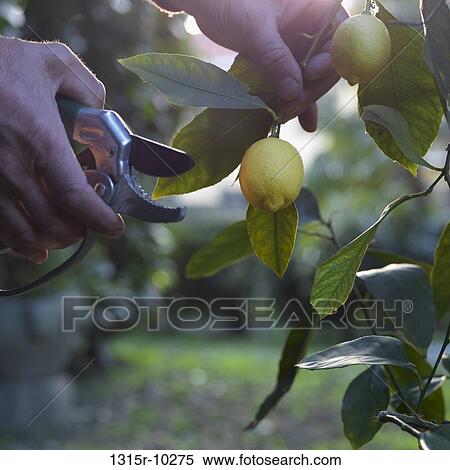 Italy, Man prunes lemon tree in early spring View Large Photo Image Stock Photography - Italy, Man prunes lemon tree in early spring. Fotosearch