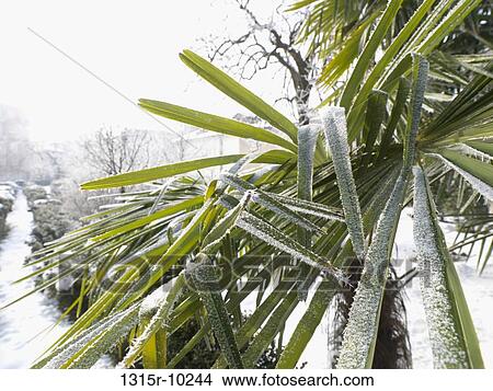 Italy, Palm fronds dusted with coat of fresh snow View Large Photo Image Picture - Italy, Palm fronds dusted with coat of fresh snow. Fotosearch