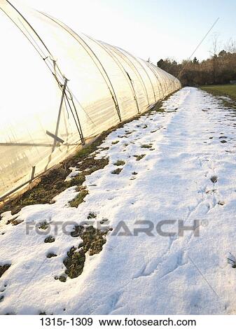 Italy, Piedmont, bird tracks on snow beside long greenhouse View Large Photo Image Stock Photo - Italy, Piedmont, bird tracks on snow beside long greenhouse. Fotosearch