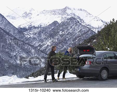 Italy, Piedmont, Couple putting Christmas tree into car View Large Photo Image Stock Image - Italy, Piedmont, Couple putting Christmas tree into car. Fotosearch