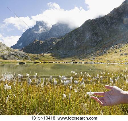 Italy, Piedmont, Hand touching fluffy wild cotton in mountain meadow View Large Photo Image Stock Photo - Italy, Piedmont, Hand touching fluffy wild cotton in mountain meadow. Fotosearch
