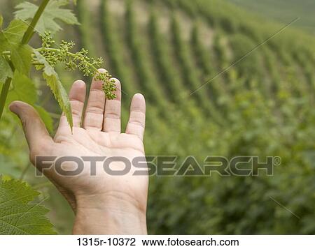 Italy, Piedmont, Hand touching newly formed grapes on vine View Large Photo Image Stock Image - Italy, Piedmont, Hand touching newly formed grapes on vine. Fotosearch