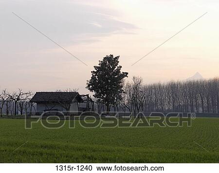 Stock Image - Italy, Piedmont, House and newly planted green fields, mountains in background. Fotosearch