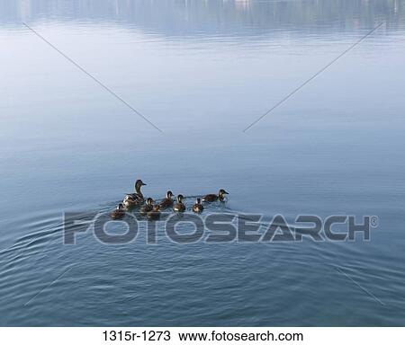 Italy, Piedmont, Lake Orta, Mother duck and ducklings swimming across calm water View Large Photo Image Stock Image - Italy, Piedmont, Lake Orta, Mother duck and ducklings swimming across calm water. Fotosearch