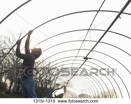 Stock Photography - Italy, Piedmont, man doing repairs on inside structure of greenhouse. Fotosearch