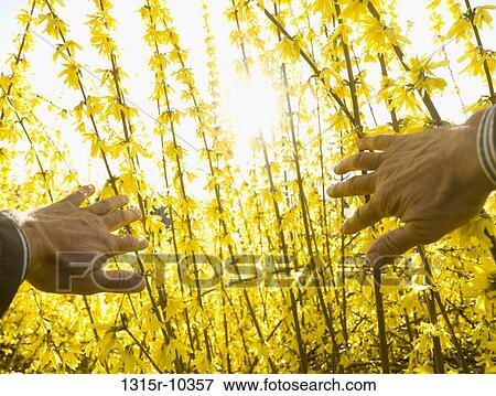 Italy, Piedmont, Man's hands pulling back yellow Forsythia blossoms to reveal suise View Large Photo Image Stock Photo - Italy, Piedmont, Man's hands pulling back yellow Forsythia blossoms to reveal suise. Fotosearch