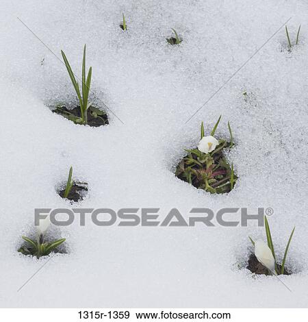 Italy, Piedmont, New blossoms sprouting from snow-covered meadow View Large Photo Image Stock Photo - Italy, Piedmont, New blossoms sprouting from snow-covered meadow. Fotosearch
