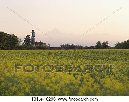 Italy, Piedmont, View past field of rapeseed (canola) to farm and monte viso View Large Photo Image Stock Image - Italy, Piedmont, View past field of rapeseed (canola) to farm and monte viso. Fotosearch