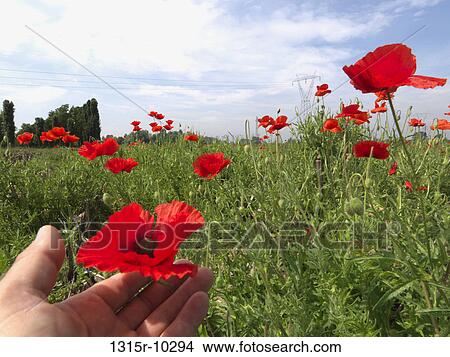 Italy, Piedmont, View past hand cradling poppy in field to farm View Large Photo Image Picture - Italy, Piedmont, View past hand cradling poppy in field to farm. Fotosearch