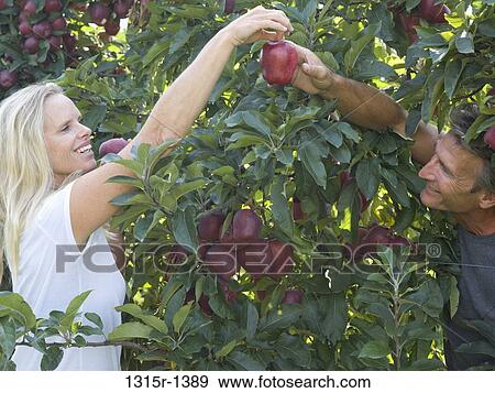 Italy, Piedmont, woman passing ripe apple to man View Large Photo Image Stock Photo - Italy, Piedmont, woman passing ripe apple to man. Fotosearch