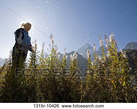 Stock Photograph - Italy, Piedmont, Woman shaking cotton fluff from fireweed plants in autumn. Fotosearch