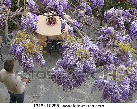 Stock Photo - Italy, View through wisteria blossoms as man carries expresso to outdoor table. Fotosearch