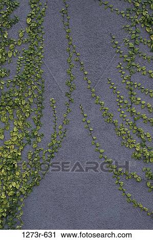 Ivy on a wall View Large Photo Image Stock Image - Ivy on a wall. Fotosearch