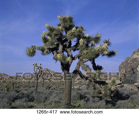 Stock Photo - Joshua Tree National Park, California, USA. Fotosearch