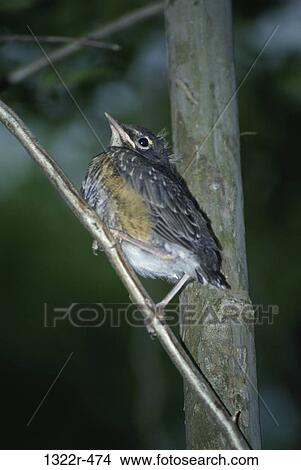 Juvenile American Robin on a branch View Large Photo Image Picture - Juvenile American Robin on a branch. Fotosearch