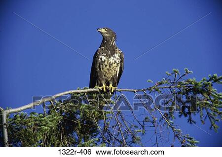 Juvenile Bald Eagle perched on a tree branch View Large Photo Image Stock Photograph - Juvenile Bald Eagle perched on a tree branch. Fotosearch