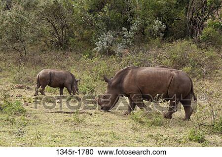 Kenya, Masai Mara National Reserve, White Rhinoceros (Cerototherium simium) with calf View Large Photo Image Stock Image - Kenya, Masai Mara National Reserve, White Rhinoceros (Cerototherium simium) with calf. Fotosearch