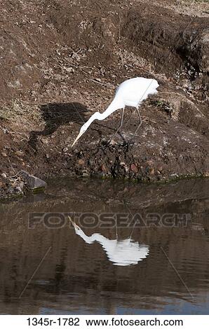 Kenya, Masai Mara National Reserve, Great Egret (Ardea alba) by pond View Large Photo Image Stock Image - Kenya, Masai Mara National Reserve, Great Egret (Ardea alba) by pond. Fotosearch