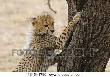 Kenya, Masai Mara National Reserve, Cheetah (Acinonyx jubatus) cub climbing tree View Large Photo Image Stock Image - Kenya, Masai Mara National Reserve, Cheetah (Acinonyx jubatus) cub climbing tree. Fotosearch