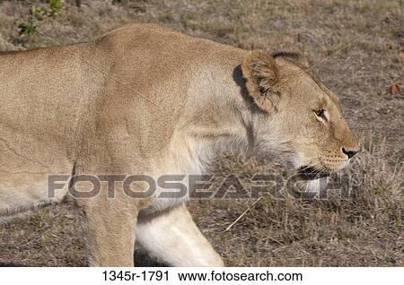 Stock Image - Kenya, Masai Mara National Reserve, Lioness (Panthera leo) prowling. Fotosearch