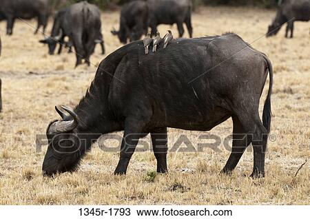 Kenya, Masai Mara National Reserve, Cape Buffalo (Syncerus caffer) grazing View Large Photo Image Stock Image - Kenya, Masai Mara National Reserve, Cape Buffalo (Syncerus caffer) grazing. Fotosearch