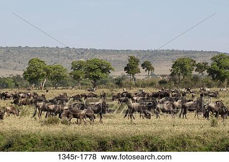 Stock Photo - Kenya, Masai Mara National Reserve, Wildebeest (Connochaetes taurinus) herd grazing. Fotosearch
