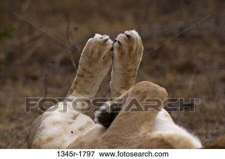 Kenya, Masai Mara National Reserve, Lion (Panthera leo), feet View Large Photo Image Stock Photo - Kenya, Masai Mara National Reserve, Lion (Panthera leo), feet. Fotosearch