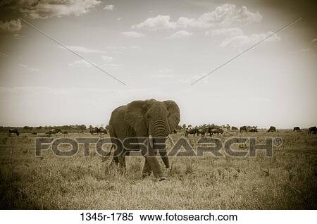 Kenya, Masai Mara National Reserve, African Bush Elephant (Loxodonta africana) on savannah View Large Photo Image Stock Photography - Kenya, Masai Mara National Reserve, African Bush Elephant (Loxodonta africana) on savannah. Fotosearch