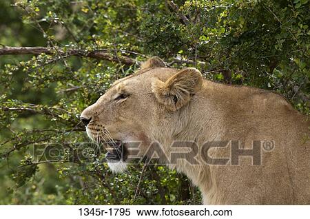 Kenya, Masai Mara National Reserve, Lioness (Panthera leo) profile View Large Photo Image Stock Photography - Kenya, Masai Mara National Reserve, Lioness (Panthera leo) profile. Fotosearch