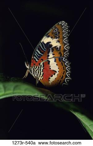 Lacewing butterfly on a plant View Large Photo Image Stock Image - Lacewing butterfly on a plant. Fotosearch