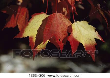 Stock Photograph - Leaves on a tree at autumn. Fotosearch