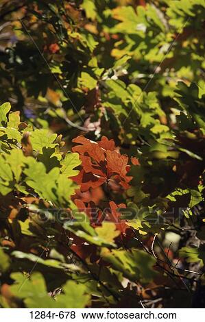Leaves on a tree, Idaho, USA View Large Photo Image Stock Photo - Leaves on a tree, Idaho, USA. Fotosearch