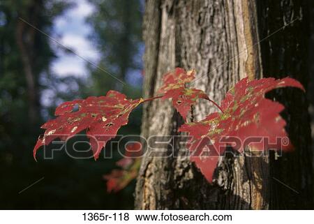 Stock Photo - Leaves on a tree trunk in autumn. Fotosearch