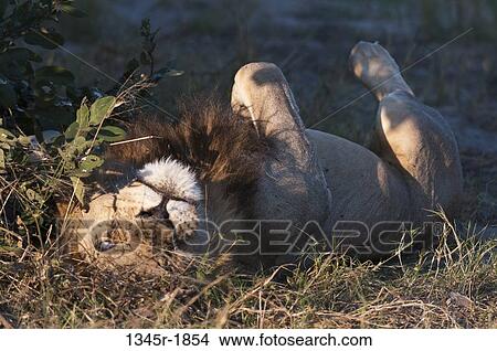 Left-eye blind Lion (Panthera leo) lying on grass, Savuti Channel, Linyanti, Botswana View Large Photo Image Picture - Left-eye blind Lion (Panthera leo) lying on grass, Savuti Channel, Linyanti, Botswana. Fotosearch