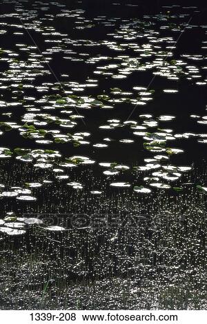 Lilies floating on the surface of water, Alaska, USA View Large Photo Image Stock Photo - Lilies floating on the surface of water, Alaska, USA. Fotosearch