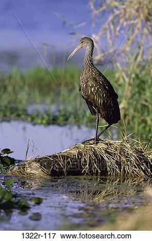Limpkin standing by water's edge, Florida, USA View Large Photo Image Stock Photo - Limpkin standing by water's edge, Florida, USA. Fotosearch