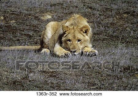 Stock Image - Lion lying on the ground. Fotosearch