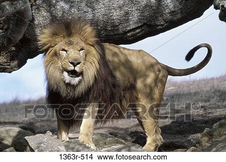 Picture - Lion standing on a rock. Fotosearch