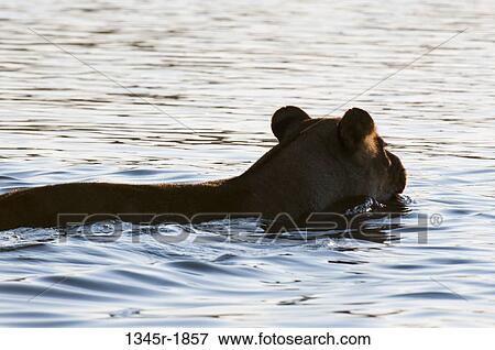Lioness (Panthera leo) crossing Savuti Channel, Linyanti, Botswana View Large Photo Image Stock Photo - Lioness (Panthera leo) crossing Savuti Channel, Linyanti, Botswana. Fotosearch