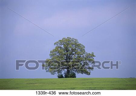 Live Oak tree on a hill View Large Photo Image Stock Photograph - Live Oak tree on a hill. Fotosearch