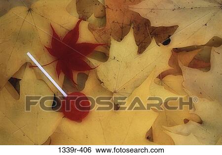 Lollipop on leaves View Large Photo Image Stock Photograph - Lollipop on leaves. Fotosearch