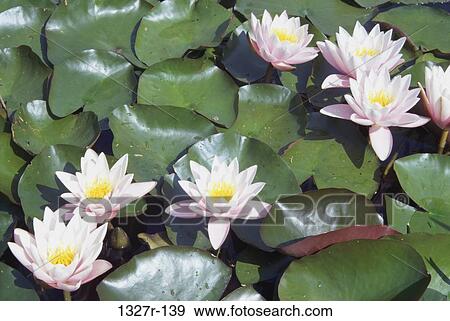 Lotus flowers on the surface of water View Large Photo Image Stock Photo - Lotus flowers on the surface of water. Fotosearch