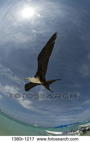 Low angle view of a bird flying, Los Roques, Venezuela View Large Photo Image Stock Photo - Low angle view of a bird flying, Los Roques, Venezuela. Fotosearch