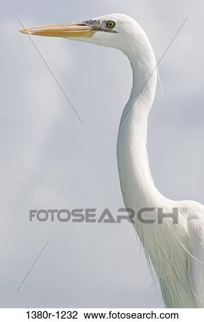 Low angle view of a Heron, Los Roques National Park, Los Roques, Venezuela View Large Photo Image Stock Image - Low angle view of a Heron, Los Roques National Park, Los Roques, Venezuela. Fotosearch