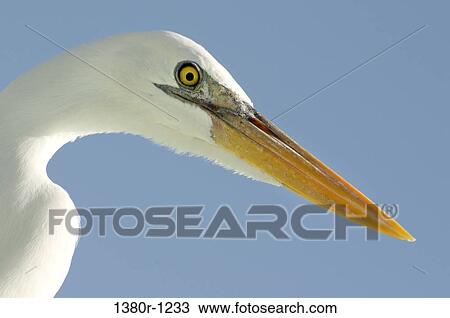 Low angle view of a Heron, Los Roques National Park, Los Roques, Venezuela View Large Photo Image Stock Image - Low angle view of a Heron, Los Roques National Park, Los Roques, Venezuela. Fotosearch