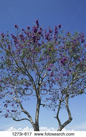 Low Angle View Of A Jacaranda Tree Colombia Stock Photo 1273r 617 Fotosearch