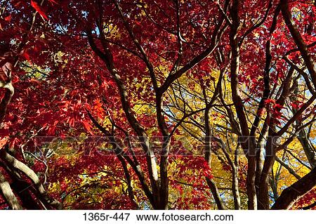 Low angle view of a maple tree, Dover, Kent County, Delaware, USA View Large Photo Image Stock Photo - Low angle view of a maple tree, Dover, Kent County, Delaware, USA. Fotosearch