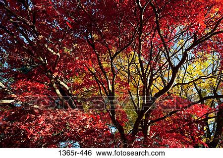Low angle view of a maple tree, Dover, Kent County, Delaware, USA View Large Photo Image Stock Photograph - Low angle view of a maple tree, Dover, Kent County, Delaware, USA. Fotosearch